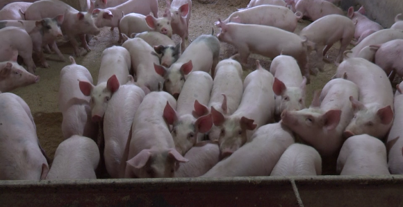 Cijena prasića na istorijskom minimumu, evo  zašto