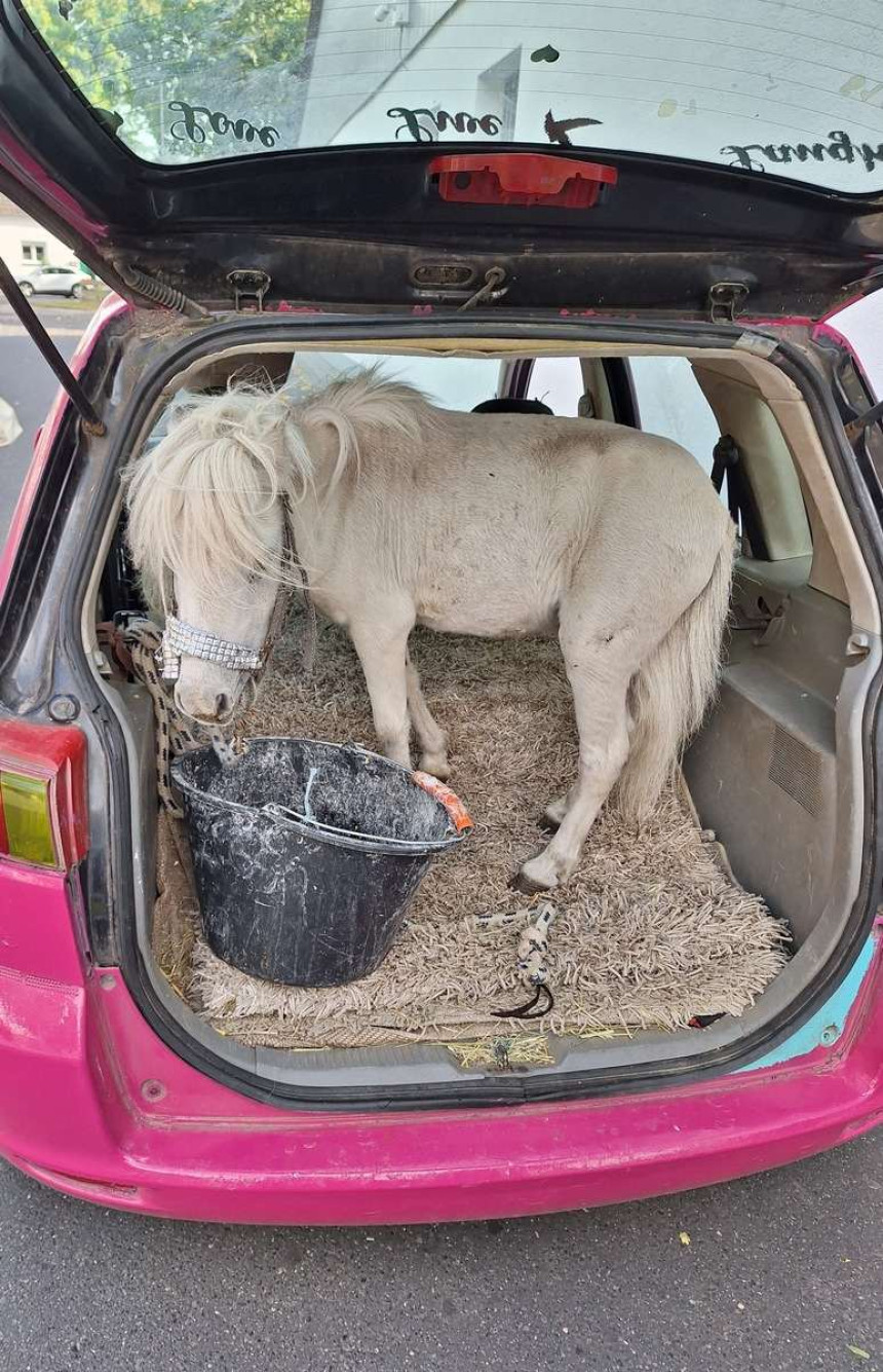 Evo šta je jedna Njemica vozila u gepeku automobila