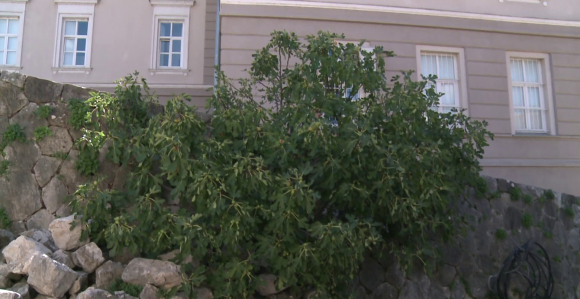 Trebinje: Iz kamena je nikla smokva, niko ne zna kada