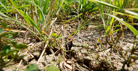 Ljetnje suše, toplotni talasi i poplave koštali EU 43 milijarde evra