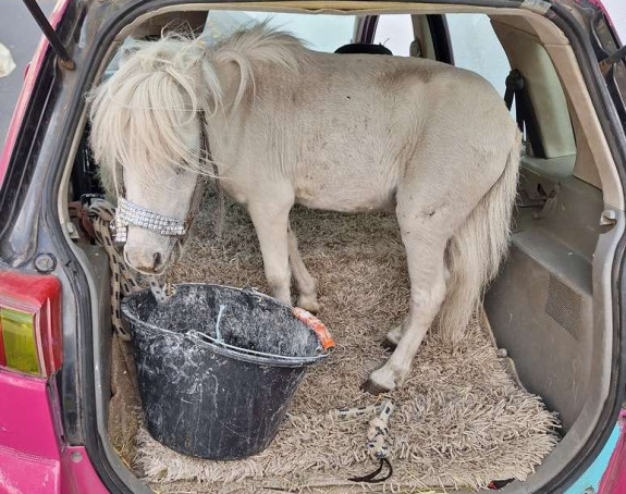 Evo šta je jedna Njemica vozila u gepeku automobila