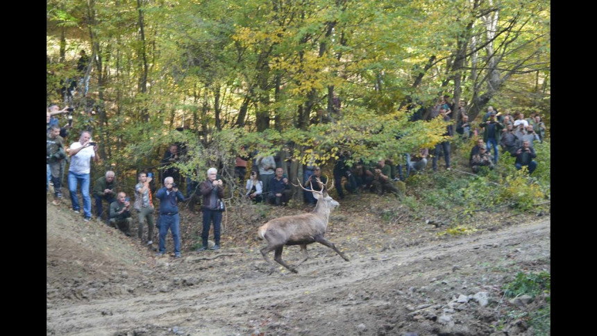 Tek što su se jeleni vratili na Majevicu, jedan je ubijen