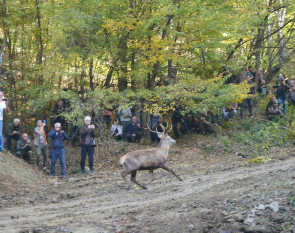 Tek što su se jeleni vratili na Majevicu, jedan je ubijen