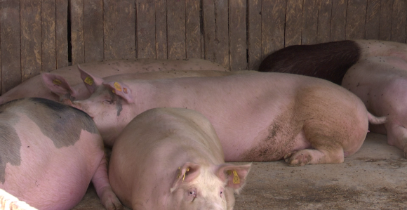 Počinje eutanazija gotovo 12.000 svinja u Slavoniji