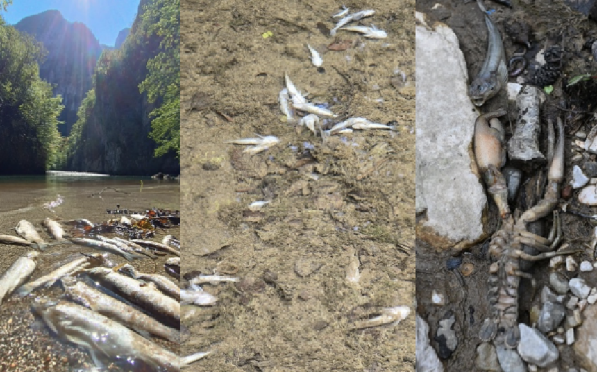 Hitno preispitati rad HE Ulog i istražiti pomor ribe!