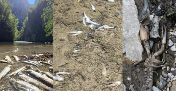 Hitno preispitati rad HE Ulog i istražiti pomor ribe!