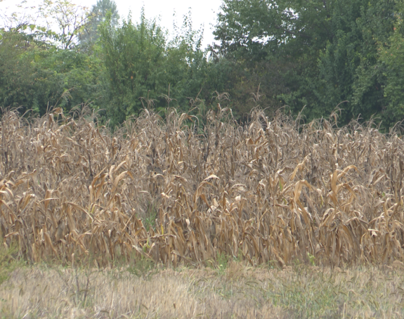 Uzgoj kukuruza na veliko doveden u pitanje u Semberiji