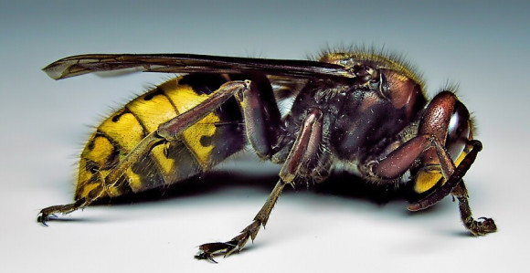 Roj stršljenova napao grupu ljudi u parku u Torinu