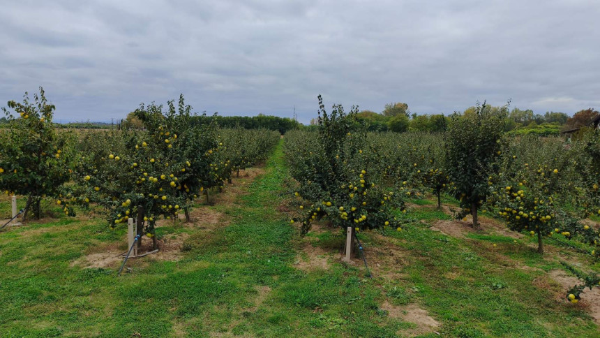 Od hobija do plantaže dunja u Donjem Žabaru