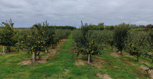 Od hobija do plantaže dunja u Donjem Žabaru