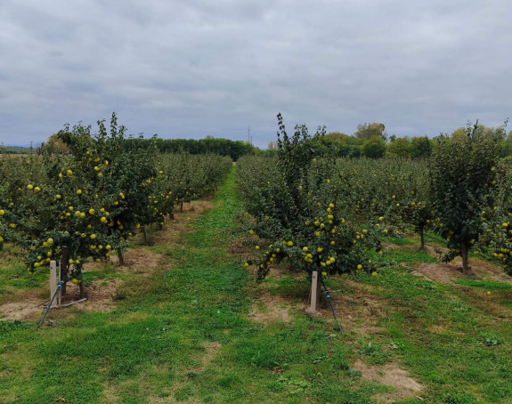 Od hobija do plantaže dunja u Donjem Žabaru