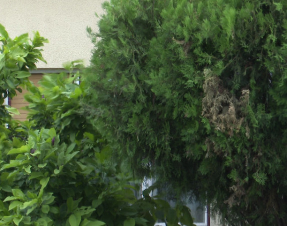 Danas oblačno i kišovito, lokalno jača kiša i pljuskovi