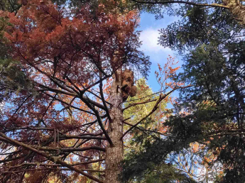 Мртав медвјед на дрвету у насељу Подграб код Пала