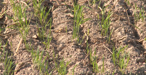 Brčko: Ekonomska situacija dovela u pitanje sjetvu pšenice