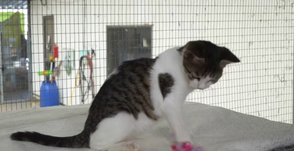 Kažnjena sa 1.250 evra jer je njen mačak odlazio kod komšije