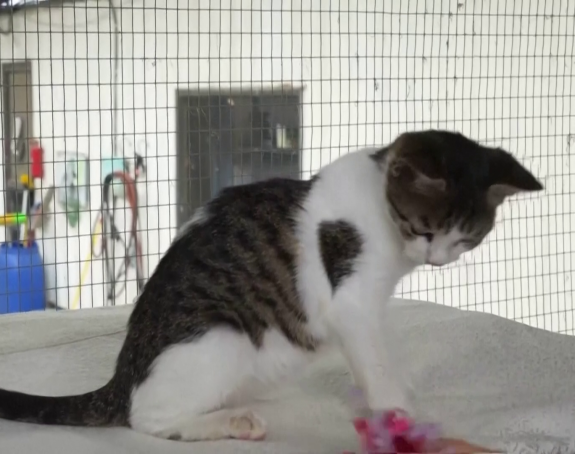 Kažnjena sa 1.250 evra jer je njen mačak odlazio kod komšije