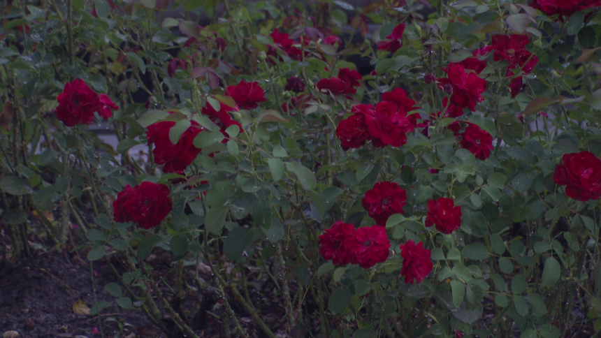 Danas naoblačenje sa padavinama, na planinama snijeg