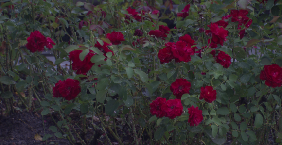 Danas naoblačenje sa padavinama, na planinama snijeg