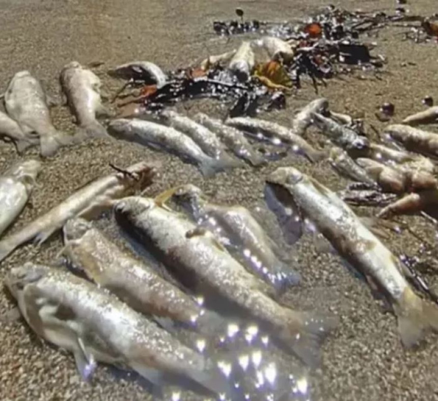 Frapantne informacije o uništavanju ekosistema u BiH i regionu!