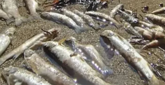 Frapantne informacije o uništavanju ekosistema u BiH i regionu!