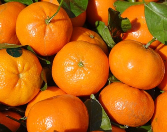 Tone mandarina u dolini Neretve propadaju