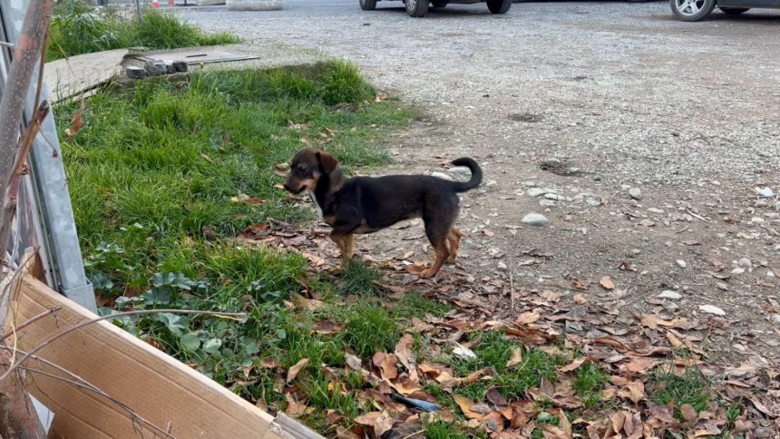 Tokom dana kišovito vrijeme, uveče padavine prestaju