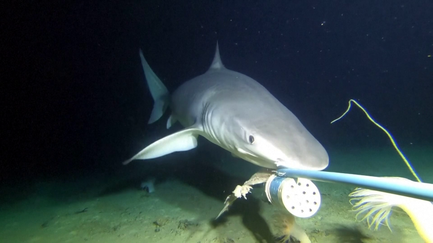U Australiji otkriveni ostaci praistorijske ajkule duge osam metara