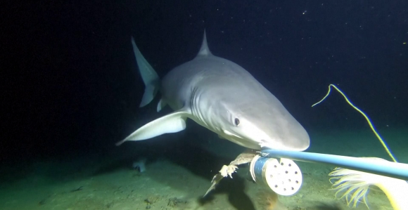 U Australiji otkriveni ostaci praistorijske ajkule duge osam metara
