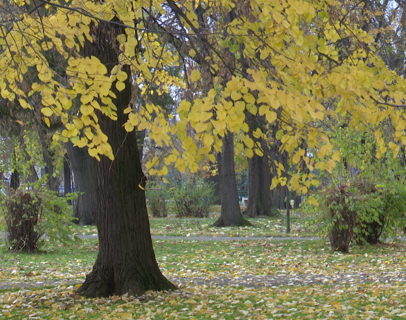 Данас хладно, повремено са падавинама, до 13 °Ц