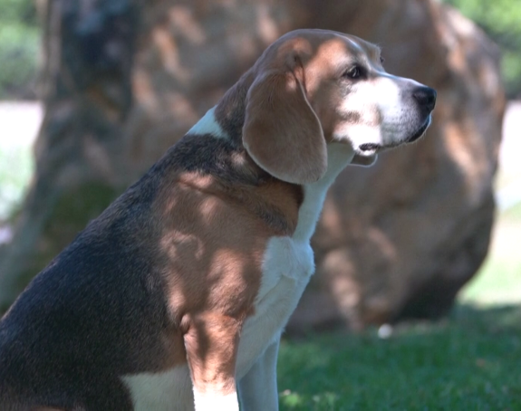 Rusija: Pas izazvao eksploziju u stanu, uključio šporet