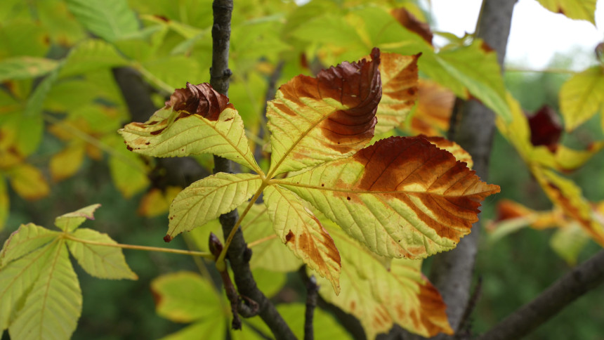 Danas promjenljivo oblačno uz sunčane periode, do 13°C