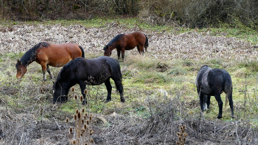 Napušteni konji pustoše imanja po višegradskim selima