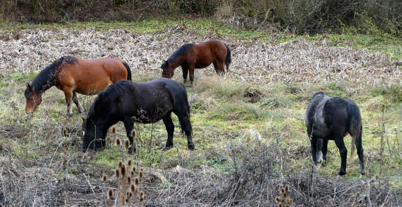 Napušteni konji pustoše imanja po višegradskim selima