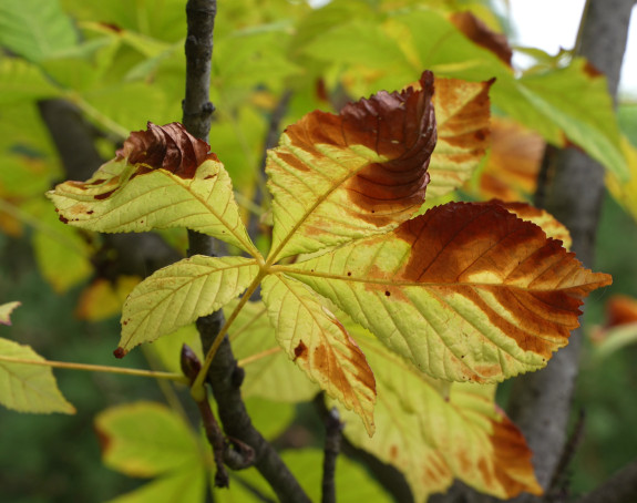 Danas promjenljivo oblačno uz sunčane periode, do 13°C