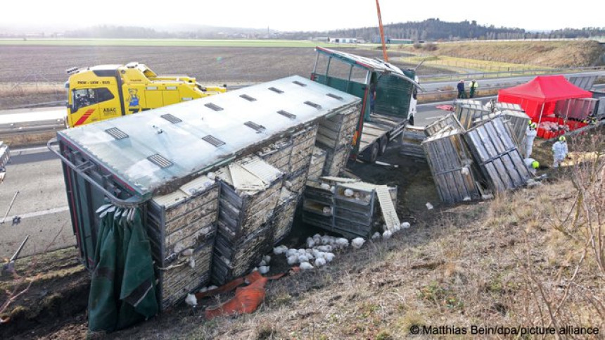 Prevrnuo se kamion na auto-putu sa više od 5.000 kokošaka