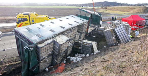 Prevrnuo se kamion na auto-putu sa više od 5.000 kokošaka