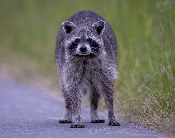 Rakun iz prodavnice pića osumnjičen i za druge "provale"