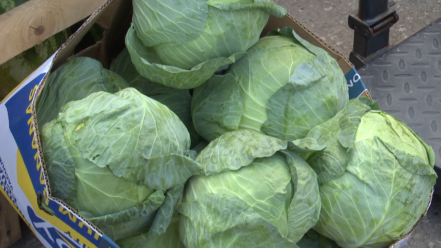 Узалудан труд: Цијене ниске, а тоне купуса остале на њивама