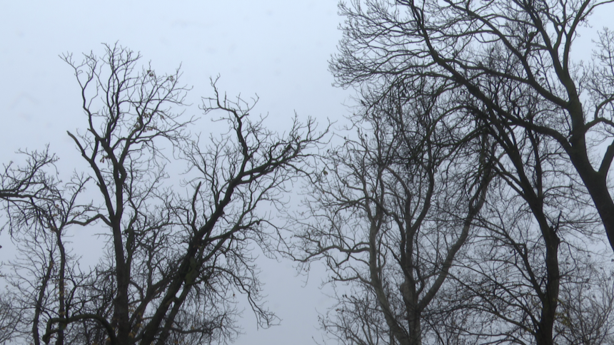 Oblačno sa maglom, najviša temperatura do 11 stepeni