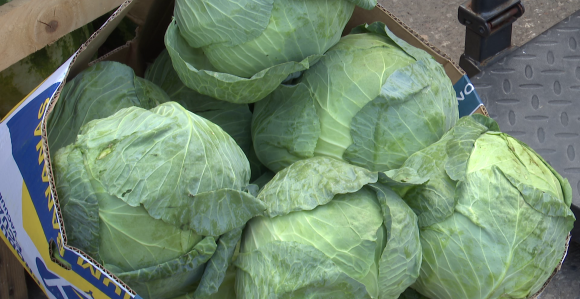 Uzaludan trud: Cijene niske, a tone kupusa ostale na njivama