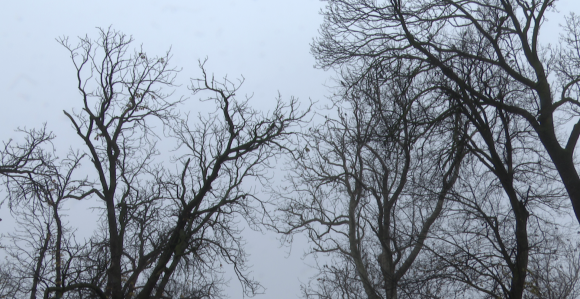 Облачно са маглом, највиша температура до 11 степени