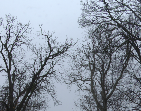 Oblačno sa maglom, najviša temperatura do 11 stepeni