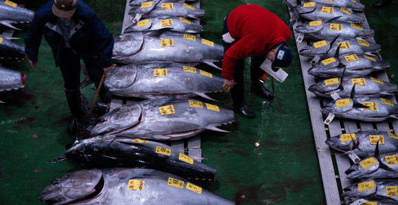 Restoran platio rekordnih 2,7 miliona evra za tunu na aukciji