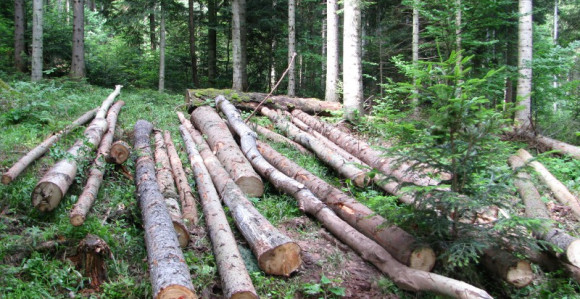 Радници "Шума РС" траже контролу: Нисмо исто плаћени