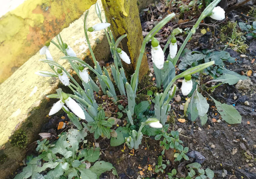 Први вјесници прољећа стигли у Нови Град