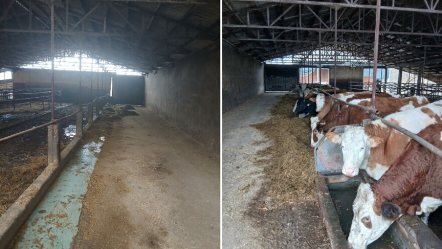 Farma iz Gradiške ugašena: Krave prodali u FBiH