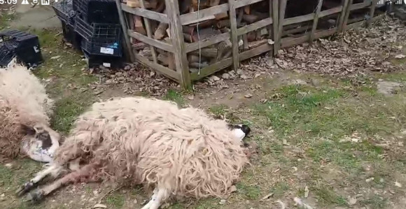 Šakali poklali ovce na periferiji Banjaluke (VIDEO)