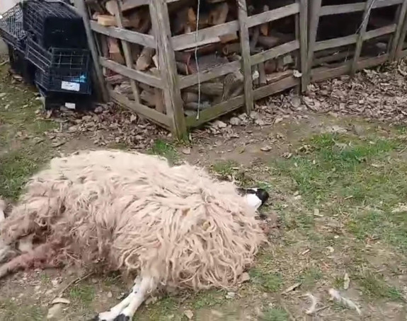 Šakali poklali ovce na periferiji Banjaluke (VIDEO)