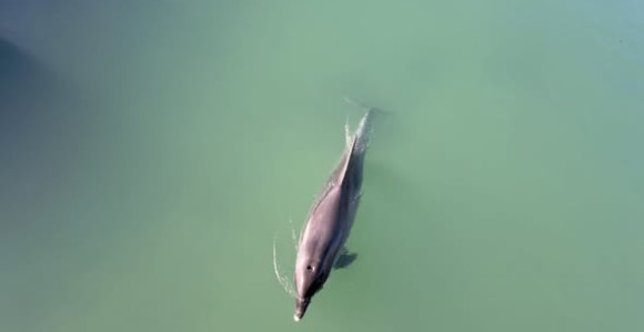 Залутао у слатку воду: Делфин снимљен у ријеци у Хрватској