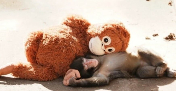 Konačno je dobio svoj prvi zagrljaj - majmunče Punč